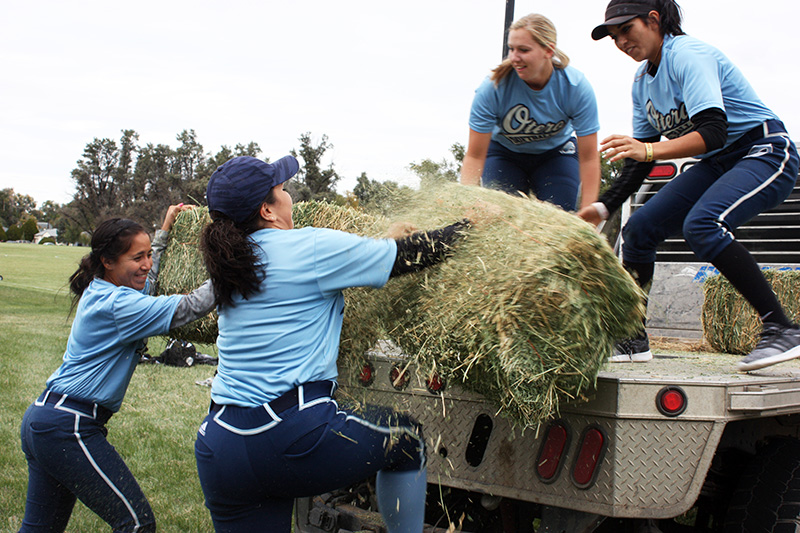Softball players bucking hay into the back of a pick up truck.